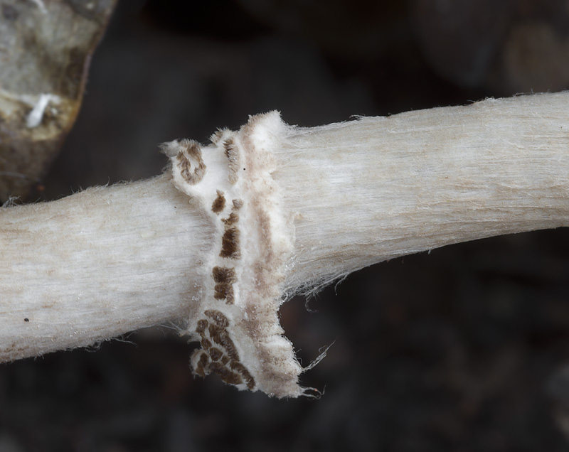 Lepiota pseudolilacea